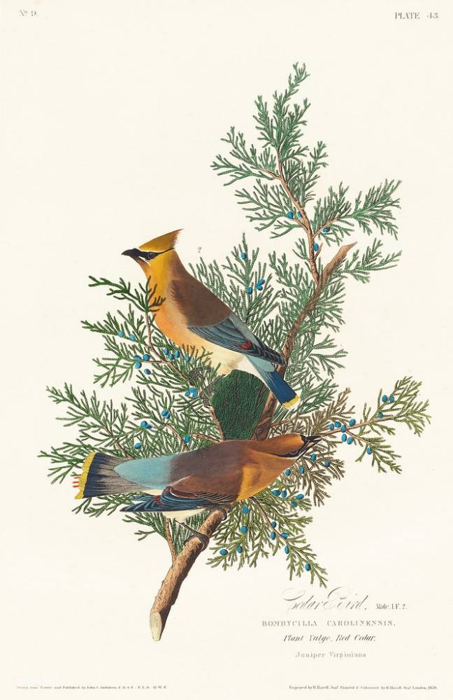 Cedar Bird from Birds of America (1827) by John James Audubon (1785 - 1851), etched by Robert Havell (1793 - 1878) by Free Public Domain Illustrations by rawpixel is licensed under CC BY 2.0